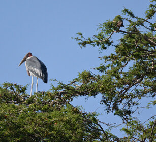 Marabù (Leptoptilos crumeniferus) Marabou Stork lago Awasa, lake Awasa