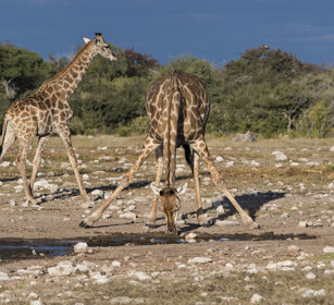 Giraffe sudafricane (Giraffa g. g.) Southern Giraffes, Etosha NP