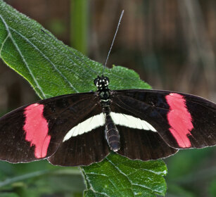 Heliconius erato, Red Postman
