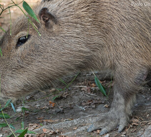 Capibara, Capybara