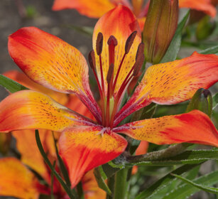 Giglio di S. Giovanni (Lilium bulbiferum) Orange Lily