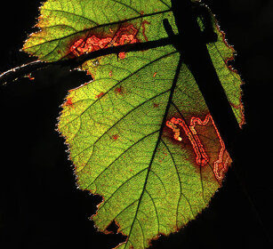 Foglia di rovo, bramble's leaf Cantalupa (To), Piemonte