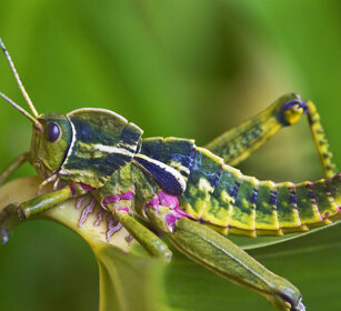 Panfago (Pamphagus sardeus) Sardegna, Sardinia