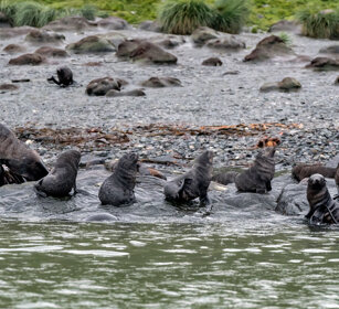 Otarie (Arctocephalus gazella) Antarctic Fur Seals
