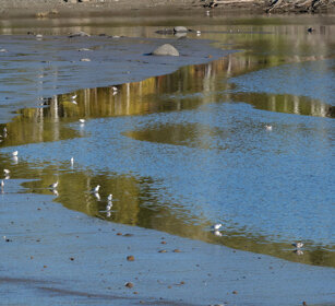 Seagulls Jacques Cartier NP
