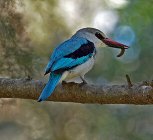 Martin pescatore di bosco (Halcyon senegalensis) Woodland Kingfisher, lago Awasa, lake Awasa
