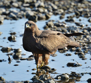 Nibbio bruno, Milvus migrans, Black Kite lago Awasa, lake Awasa