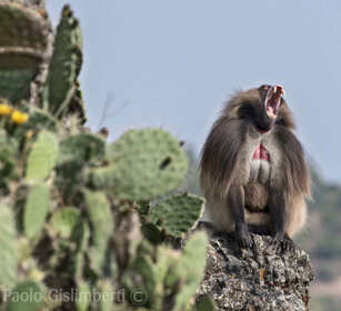 maschio di Gelada, male Gelada Baboon Debre Libanos
