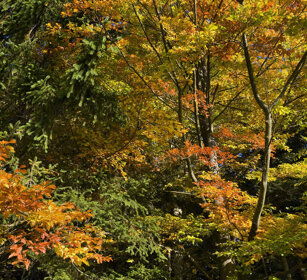 Bosco, wood Bayerischerwald NP