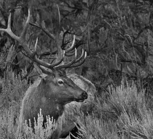 Cervo canadese, Wapiti, Yellowstone