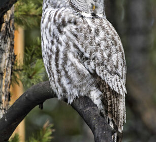 Allocco di Lapponia (Strix nebulosa) Great Grey Owl, PN di Yellowstone, Yellowstone NP