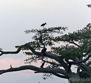 tramonto con Marabù, sunset with Marabou Stork lago Zway, lake Zway