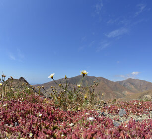 fiori, flowers Fuerteventura