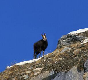 Camoscio (Rupicapra rupicapra), Chamois PN del Gran Paradiso, Gran Paradiso NP