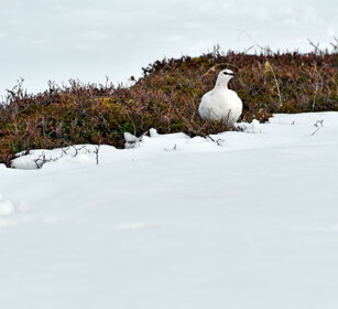 Pernice bianca, Ptarmigan Norvegia, Norway, Varanger