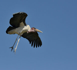Marabù (Leptoptilos crumeniferus) Marabou Stork lago Zway, lake Zway