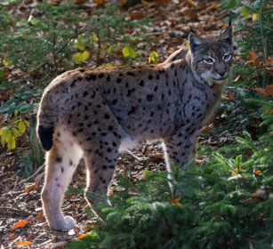 Lince (Lynx lynx), Lynx Bayerischerwald, Germania, Germany