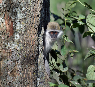 Cercopiteco grigioverde (Chlorocebus aethiops) Grivet monkey, lago Awasa, lake Awasa