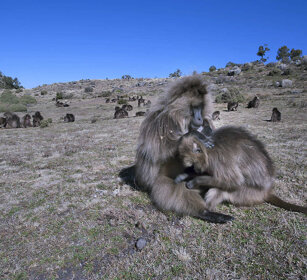 babbuini Gelada, Gelada Baboons montagne del Simien, Simien mountains