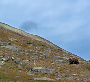 Bue muschiato (Ovibos moschatus), Muskox parco nazionale di Dovrefjell, Dovrefjell NP