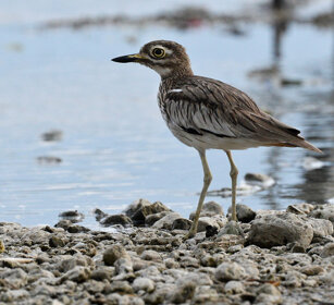 Occhione del Senegal (Burhinus senegalensis) Senegal Thick-knee, lago Awasa, lake Awasa