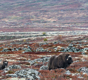 Buoi muschiati (Ovibos moschatus), Muskoxen parco nazionale di Dovrefjell, Dovrefjell NP