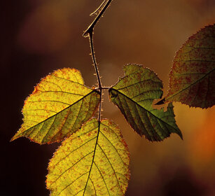 foglie di rovo, bramble's leaves