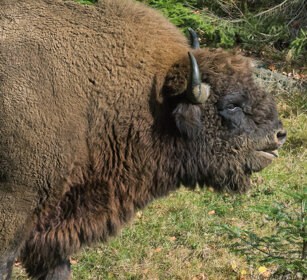 Bisonte europeo (Bison bonasus), European Bison Bayerischerwald NP