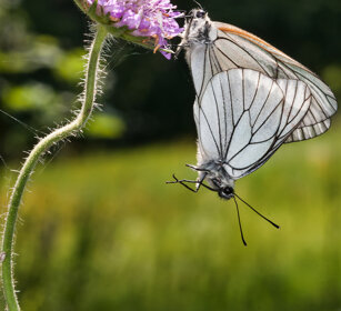 accoppiamento di Cavolaie (Pieris sp) Cabbage Whites mating