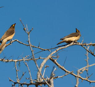 Bufaghe beccogiallo (Buphagus africanus) Yellow-billed Oxpeckers, Kruger NP