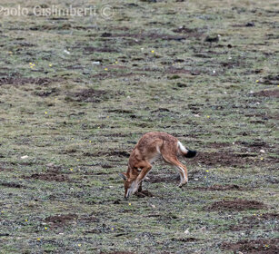 Lupo del Simien (Canis simiensis), Simien Wolf caccia, hunting, Sanetti plateau