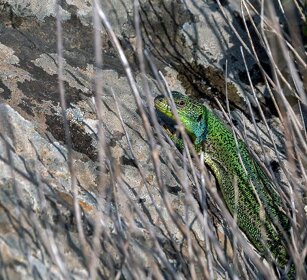 Ramarro orientale (Lacerta diplochondrodes) Rhodos Green Lizard