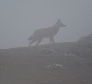 Lupo del Simien nella nebbia (Canis simiensis) Simien Wolf in the fog, Sanetti plateau