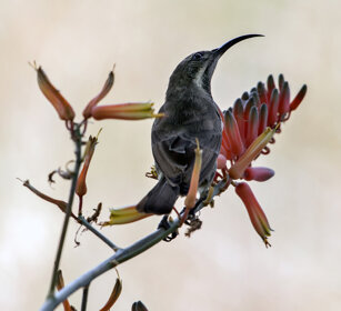 Nettarinia pettoscarlatto Scarlet-chested Sunbird (Chalcomitra senegalensis lamperti), Serengeti NP