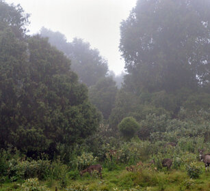 Nyala di montagna (Tragelaphus buxtoni) Mountain Nyalas, foresta di Dinsho, Dinsho forest