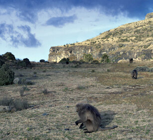 babbuini Gelada, Gelada Baboons montagne del Simien, Simien mountains