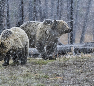 femmina di Grizzly con il piccolo female Grizzly with cub, Yellowstone NP