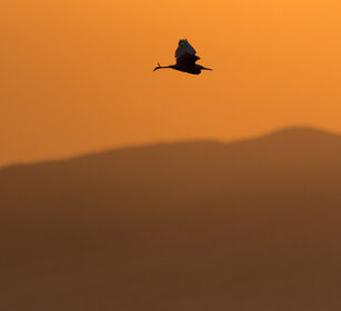 Airone guardabuoi (Bubulcus ibis), Cattle Egret lago Natron, lake Natron