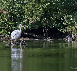 Pellicano riccio, Dalmatian Pelican