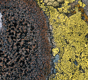 Licheni, lichens Rochemolles (To), Piemonte