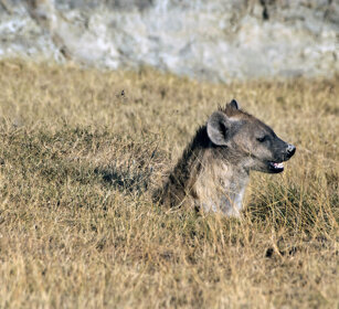 Iena macchiata (Crocuta crocuta), Spotted Hyaena parco nazionale del Serengeti, Serengeti NP