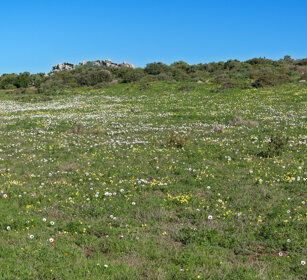 fioriture, flowering PN della West Coast, West Coast NP