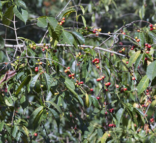 pianta del caffè, coffee plant