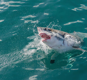 Squalo bianco (Carcharodon carcharias) Great White Shark