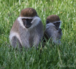 Cercopitechi grigioverdi (Chlorocebus aethiops) Grivet monkeys, lago Awasa, lake Awasa
