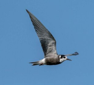 Sterna (Sterna hirundo) Common Tern juv. Sterna (Sterna hirundo) Common Tern juv.