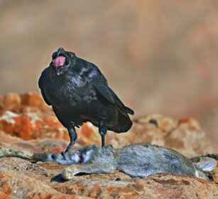 Corvo imperiale (Corvus corax tingitanus), Raven Fuerteventura, parque Rural