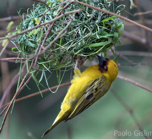 uccello Tessitore al nido, Weaver nesting lago Zway, lake Zway