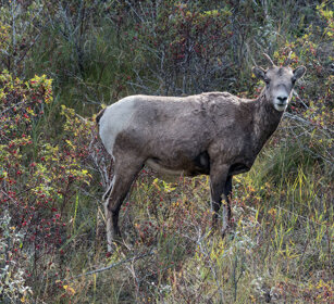 female Bighorn, Banff NP