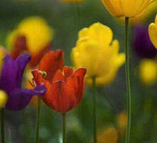 Tulipani, Tulips Londra, London